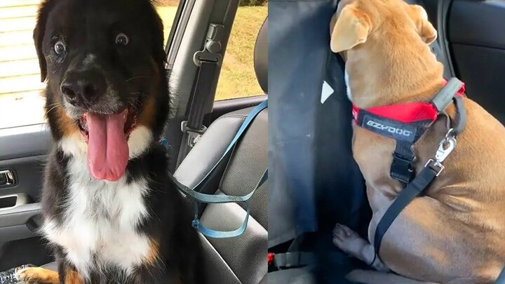 [Animal] [Dogs] Going to the Vet