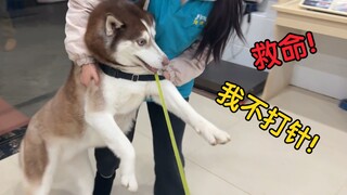 二哈被主人带去医院抽血，吓成了嘤嘤怪！