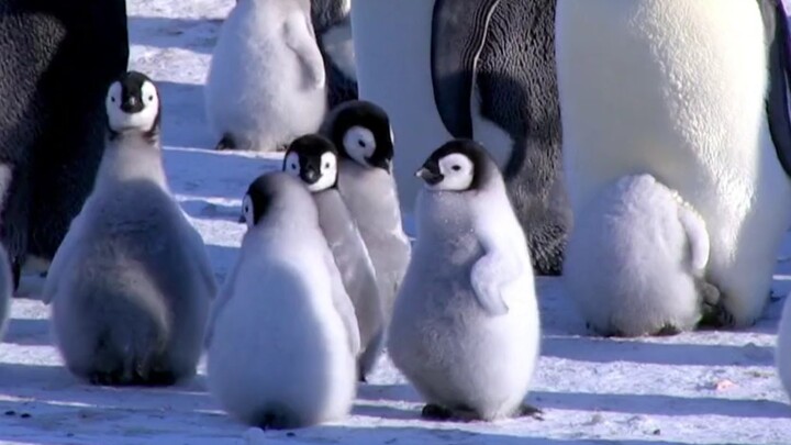 น่ารักเกินไปแล้ว! เพนกวินจักรพรรดิเล่นสเก็ตน้ำแข็ง!! โอ้พระเจ้า น่ารักจนใจละลายเลย～