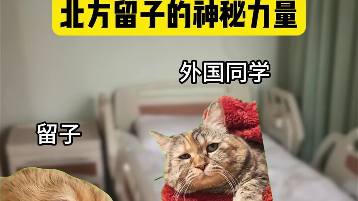 老外：从来没见过这么怂的病毒 belike