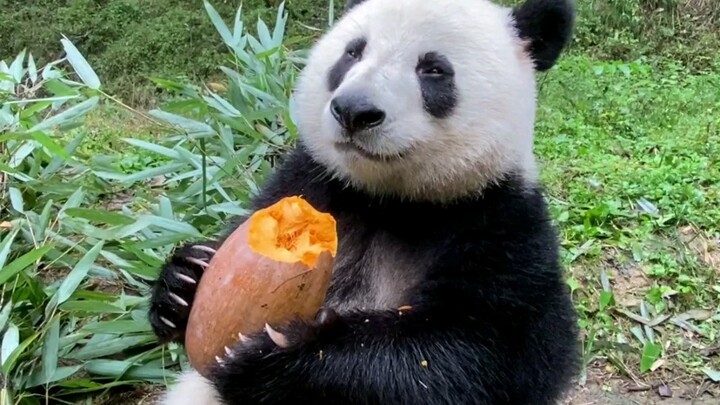 The sweet pumpkin is here again, and its crisp sound is so pleasant.