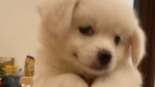 "The earth would explode without puppies, okay!"