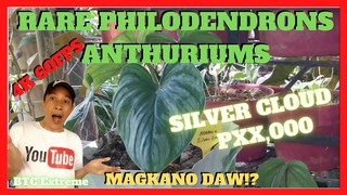 LISA JAVIER GARDEN | Rare Philodendrons and House Plants | Garden Center Calauan Laguna