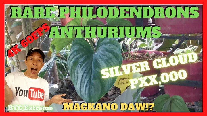 LISA JAVIER GARDEN | Rare Philodendrons and House Plants | Garden Center Calauan Laguna