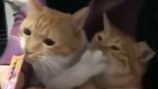 "Teman Jahat Besar Tim Kucing"