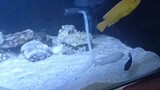 aquarium air tawar