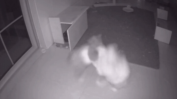 เคยเห็นกระต่ายตีกันไหม? โดนซัดจนพังยับ น่าสงสารสุดๆ!