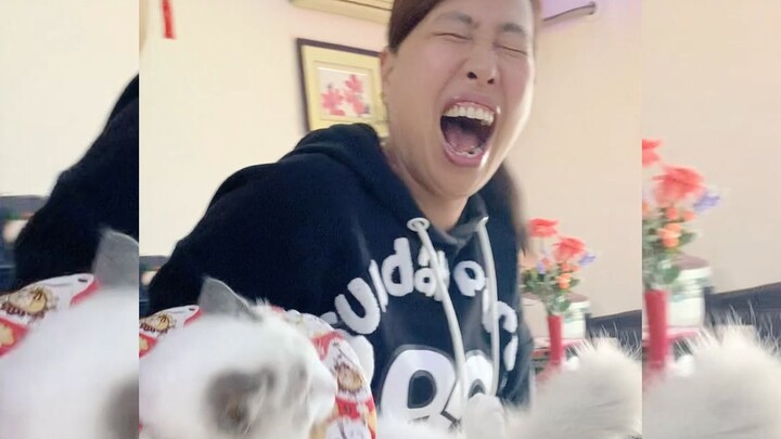 Apakah kucing ini granat?