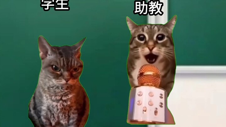 [Meme kucing] Apakah ujian profesor di luar negeri juga santai seperti ini?