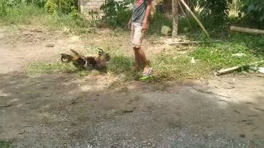 3rdSpar Ni Pumpkin x Henny