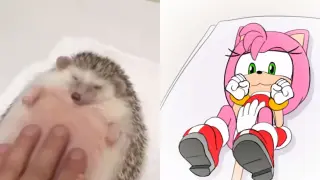 [CRD·Animation] Hedgehog Soft Belly Reality VS Second Dimension