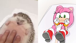 [CRD·Animation] Hedgehog Soft Belly Reality VS วินาที