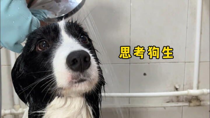 Ekspresi border collie saat mandi bisa seberagam apa?