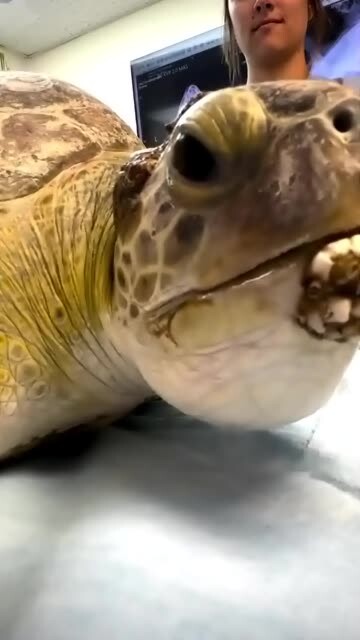 Lagi-lagi ngutik teritip nih