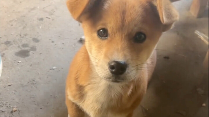 After a month apart, the little dog at Grandpa’s place has grown so much!