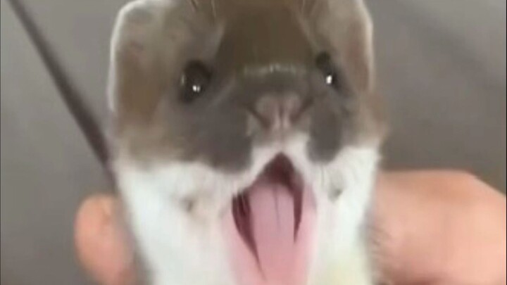 Khi bạn cầm con chồn sương trên tay, nó sẽ ngoẹo đầu liên tục quan sát xung quanh!