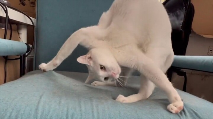 Don't try to understand a little kitten.