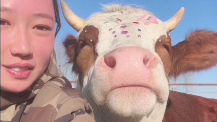 Niu Niu’s sleepy—his owner gives him a hardcore bedtime routine! After finishing his apple, he even 