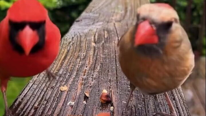 Put a plate of nuts in front of the camera and you can capture birds with different looks and person