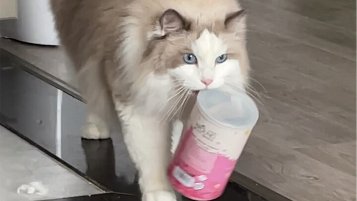 ถ้าไม่ได้เห็นกับตาจริงๆ ก็คงไม่เชื่อว่าแมวที่บ้านฉลาดขนาดนี้