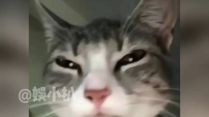 Melihat Budaya Rumput Taman Tiongkok dari Perspektif Netizen Asing: Memahami Alasan di Baliknya