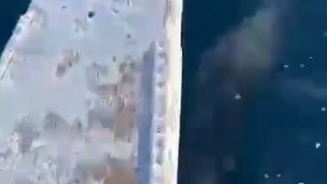 dolphin watching