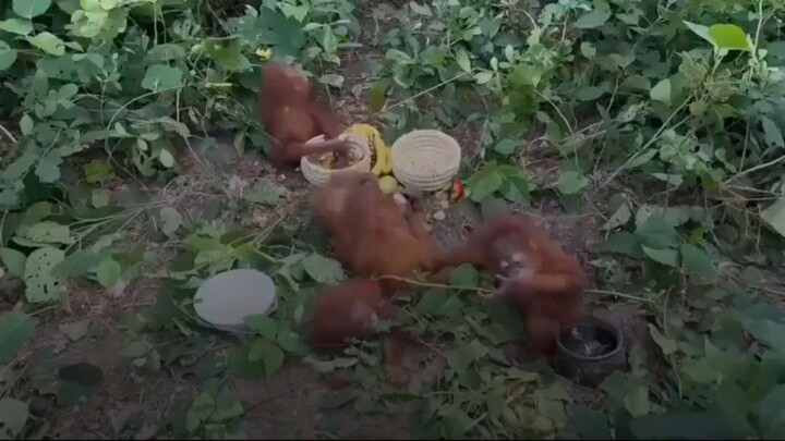 Bukan Habitatnya, Lima Bayi Orangutan Ini Malah Ditemukan di Hutan India