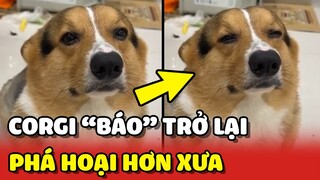 Corgi Vin "CÁ SẤU" đã TRỞ LẠI và còn PHÁ HOẠI hơn xưa 😂 | Yêu Lu