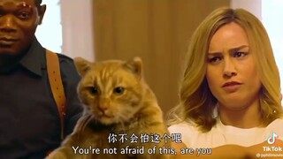 "cute" furry cat "not dangerous" "AT ALL"
