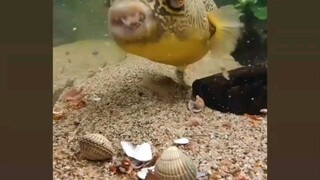 fish with hard teeth