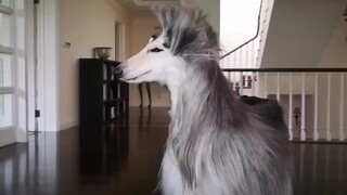 My God, this temperament is so elegant