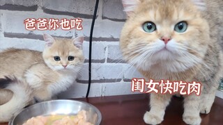 小奶猫和猫爸一起吃肉互相谦让!