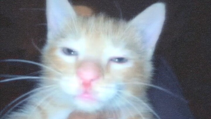 This is our cat🐱