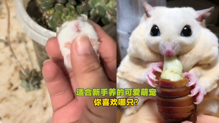 “Cute Pets Perfect for Beginners” — Which One Do You Love?