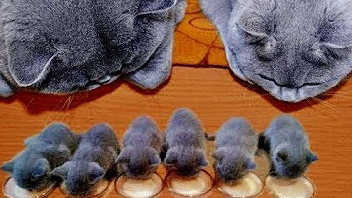 Funny|Confusing Actions of Cats