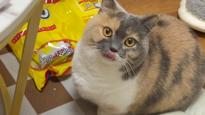 Kucing sepertinya telah memilih bakat imut level maksimum