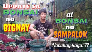 BONSAI NA SAMPALOK AT BONSAI NA BIGNAY | UPDATE!!! | Tenrou21