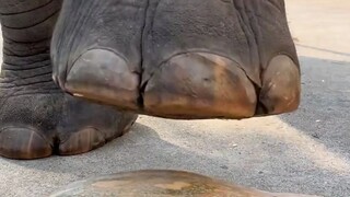 ماذا يحدث إذا داس عليك فيل؟