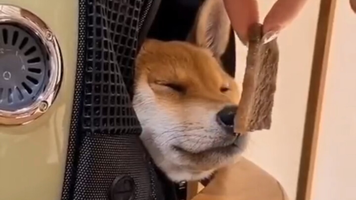 “Buku Panduan Kebahagiaan Memelihara Anjing”