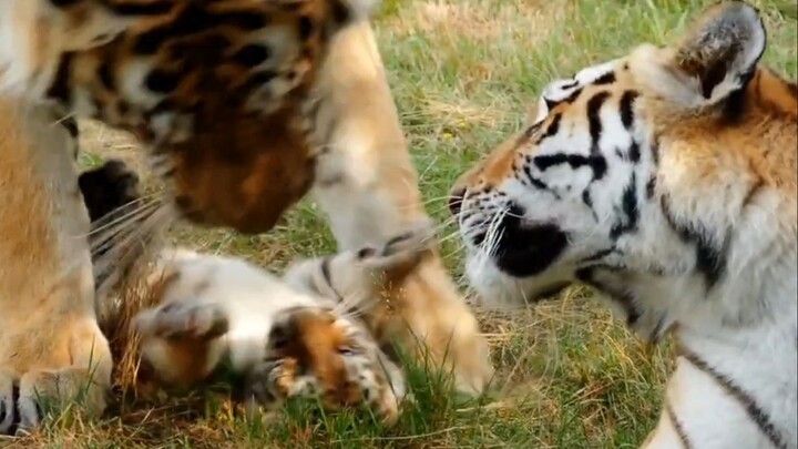 “The little tiger has become the tiger dad’s toy!” The mother tiger keeps a close eye on the male ti