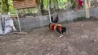 black velcro stag spar