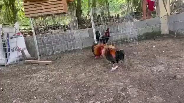 black velcro stag spar