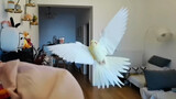 Foto Burung Dengan Mode Gerak Lambat! Lucu Banget ,  Ga Tahan!