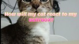 How will my cat react to my BEATBOX!