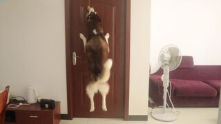 Hanging the meat higher than the husky can make it feel despair!