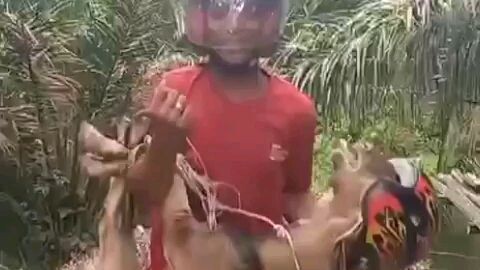 mimpi
