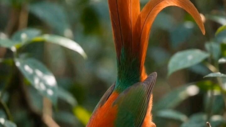 burung cantik