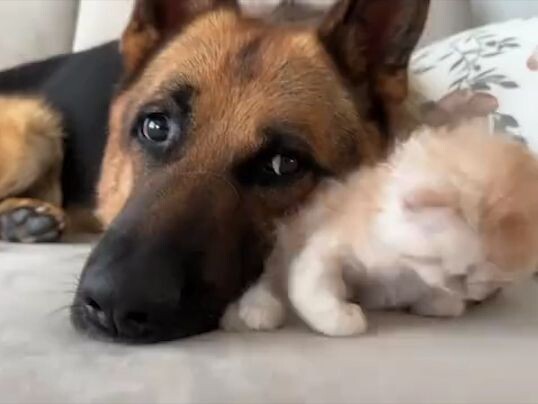 A big German Shepherd stays by the sleepy kitten’s side, with such a gentle gaze. So heartwarming!
