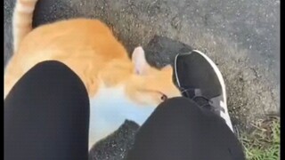 Hati-hati dengan kucing-kucing yang terlihat serius!