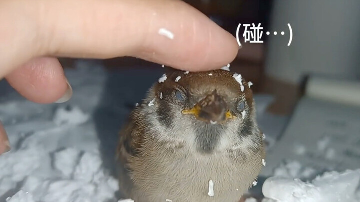 Picked up a little sparrow under the tree; it’s been very well-behaved while being raised～